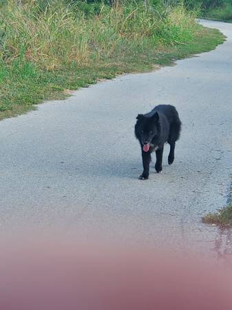 Found dog