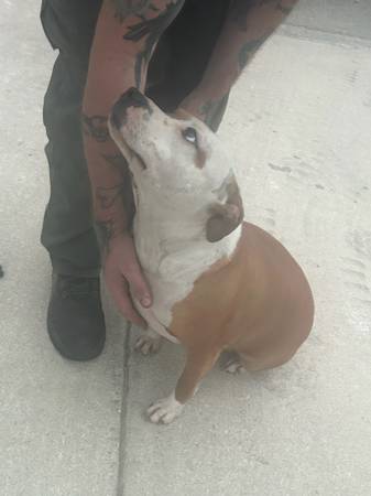 Found dog
