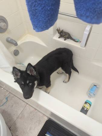 Lost dog