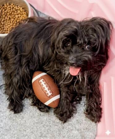 Lost dog