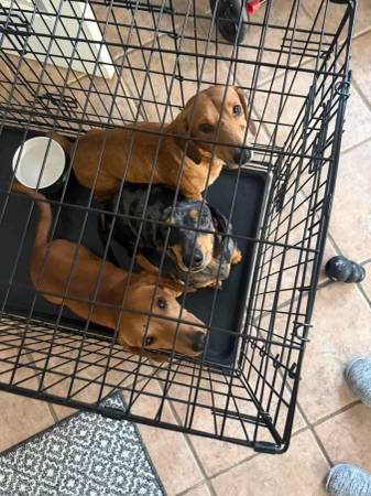 Found dog