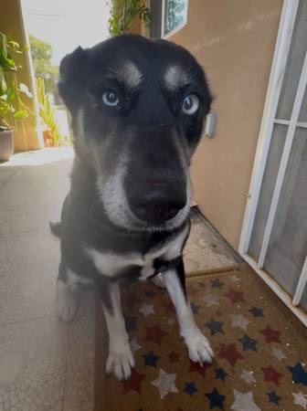 Found dog