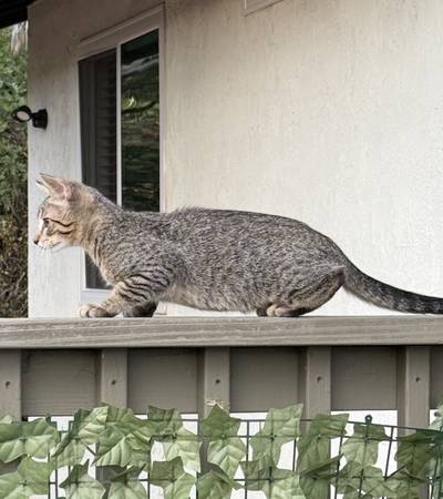 Lost cat