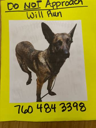 Lost Dog in Oceanside