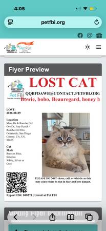 Lost cat