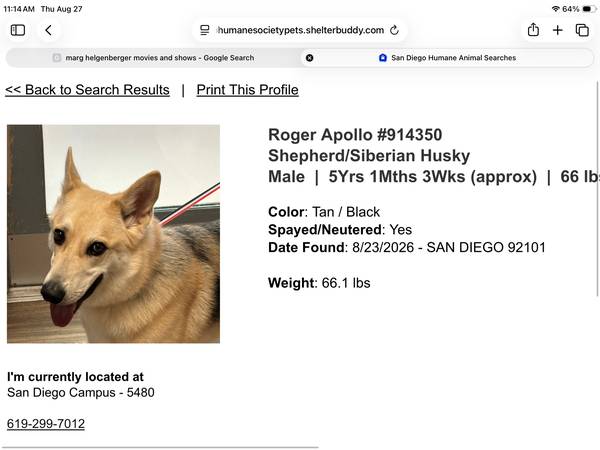 Found dog
