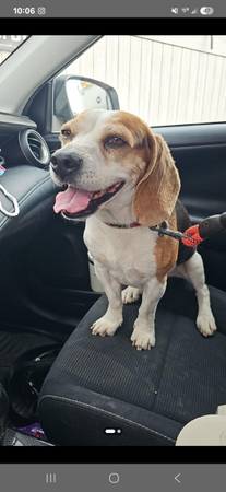 Lost dog