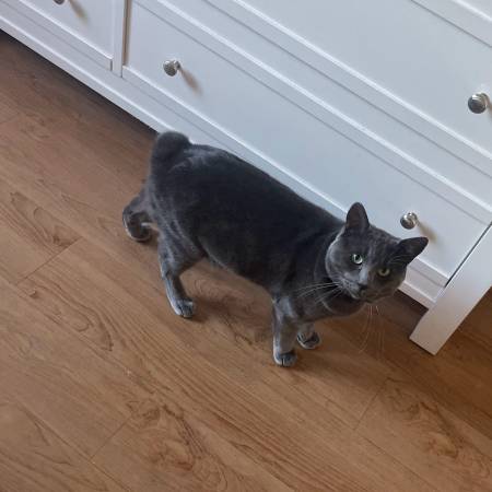 Lost Cat in Pala