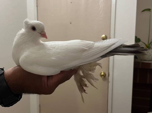 Found bird