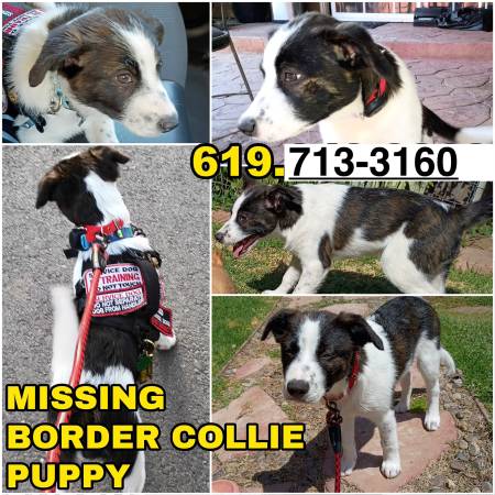Lost Dog in Lemon Grove