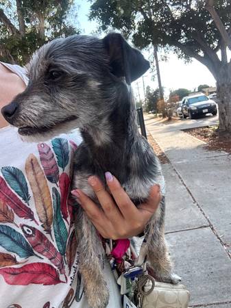 Found dog