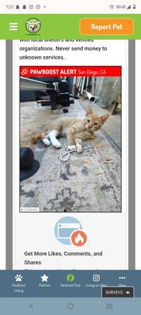 Lost Cat in San Diego