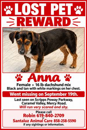Lost dog