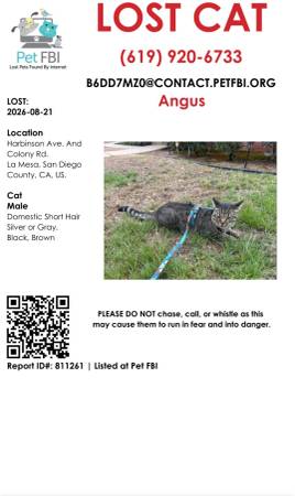 Lost Cat in La Mesa