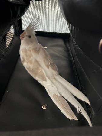 Found Bird in San Diego