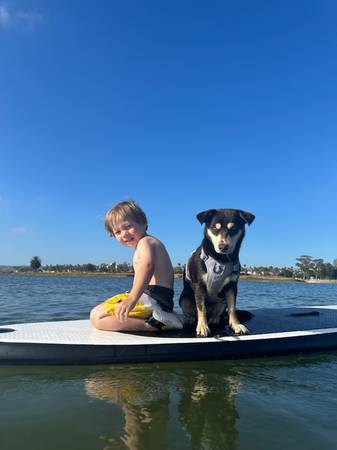 Lost dog