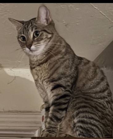 Lost Cat in California