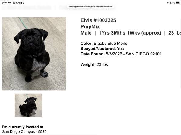 Found dog