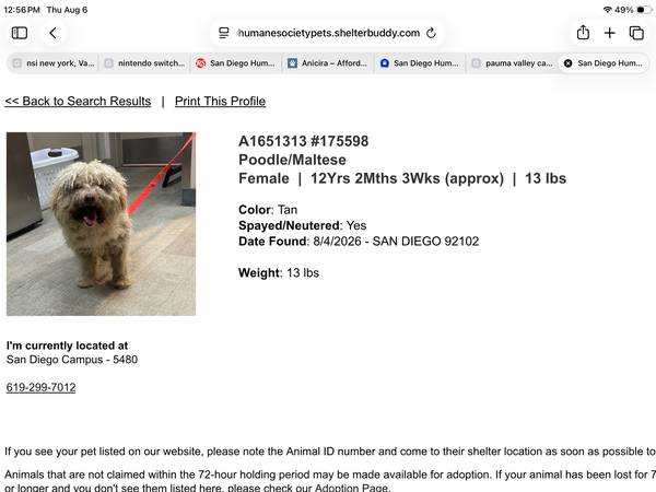 Found dog