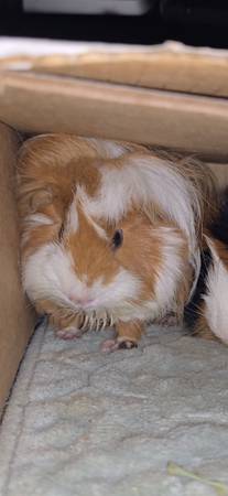 Lost guinea pig