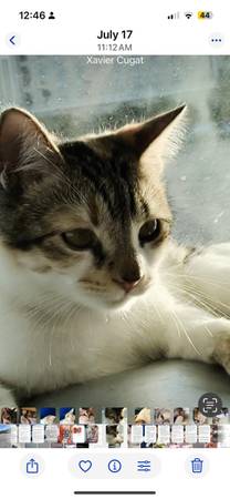 Lost cat
