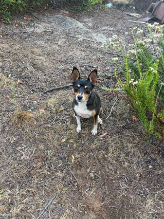 Lost Dog in Valley Center