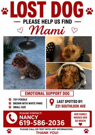 Lost dog