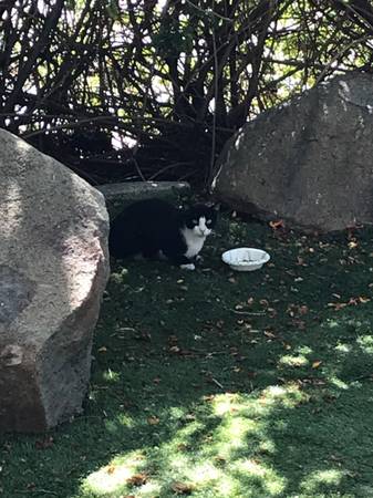 Found Cat in Carlsbad
