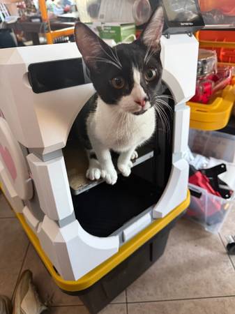 Lost cat