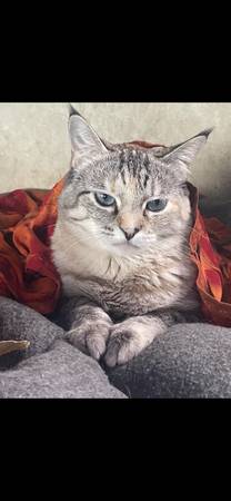 Lost Cat in Vista