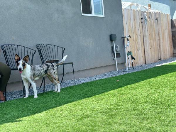 Lost Dog in San Diego