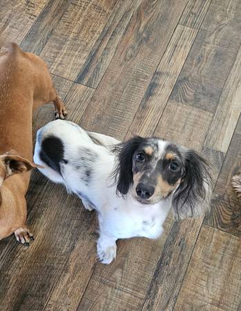 Lost Dog in Escondido