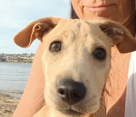 Lost dog