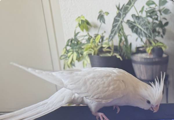 Lost bird