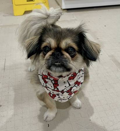 Lost Dog in Spring Valley