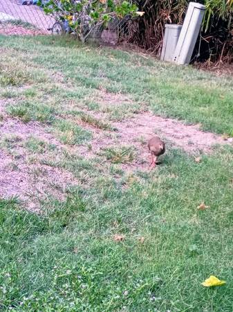 Found bird