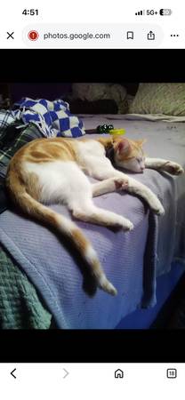 Lost Cat in Lemon Grove