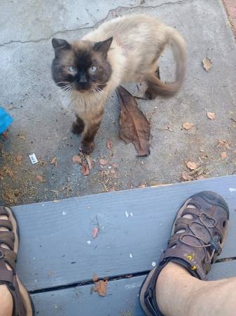 Found Cat in El Cajon