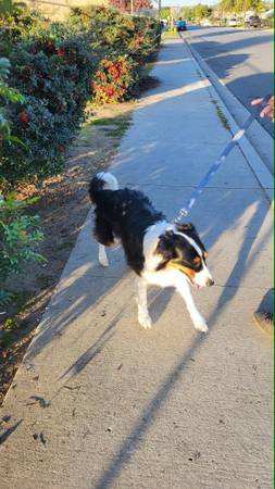 Lost dog