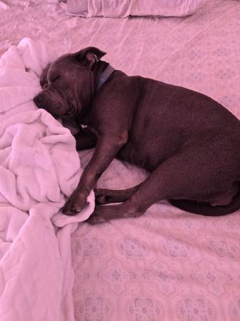 Lost Dog in San Diego