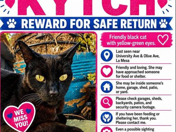 Lost Cat in La Mesa