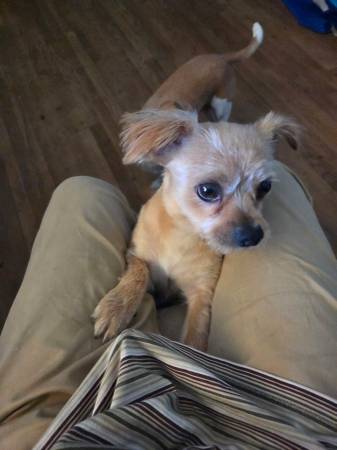 Lost Dog in San Diego