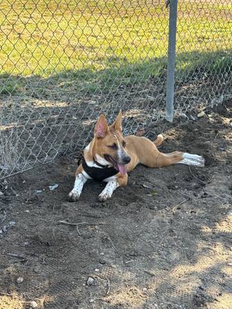 Lost Dog in El Cajon