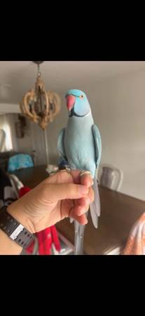 Lost bird