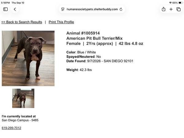 Found dog