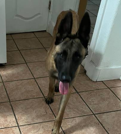 Found dog