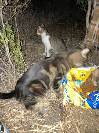 Lost Cat in San Diego