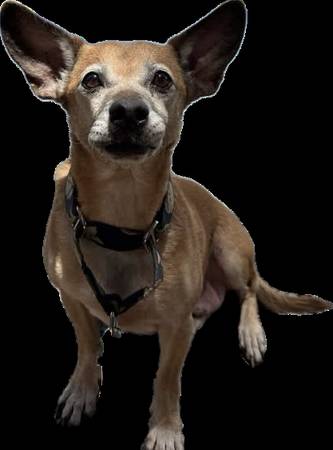 Lost Dog in El Cajon