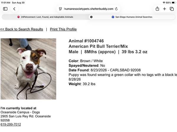 Found Dog in Carlsbad