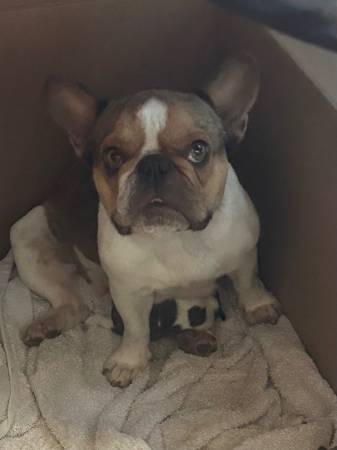 Lost dog